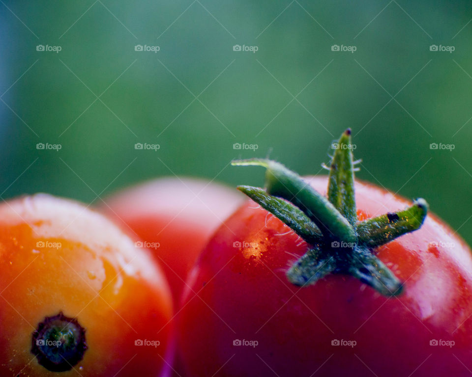 The fuzz of the mato. 