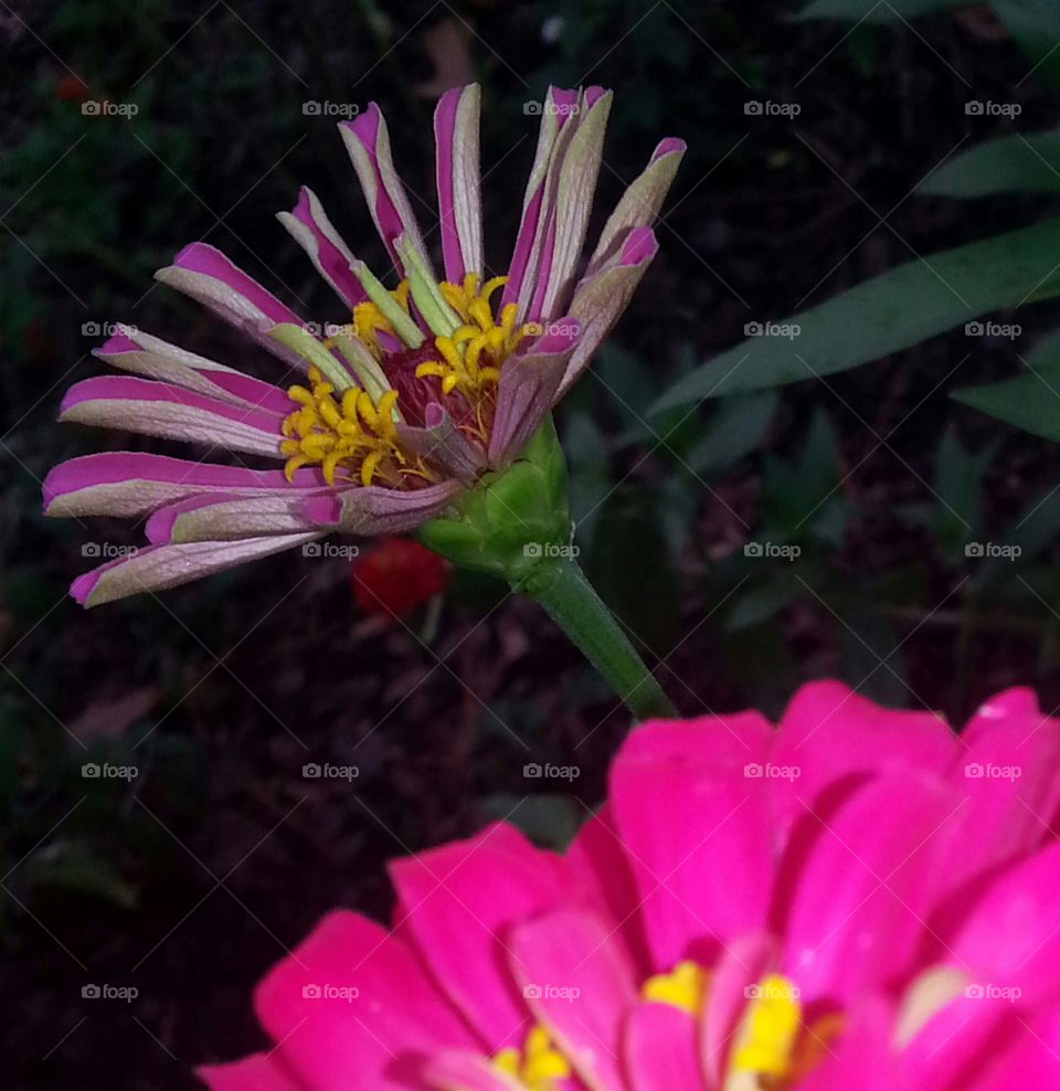 Zinnias