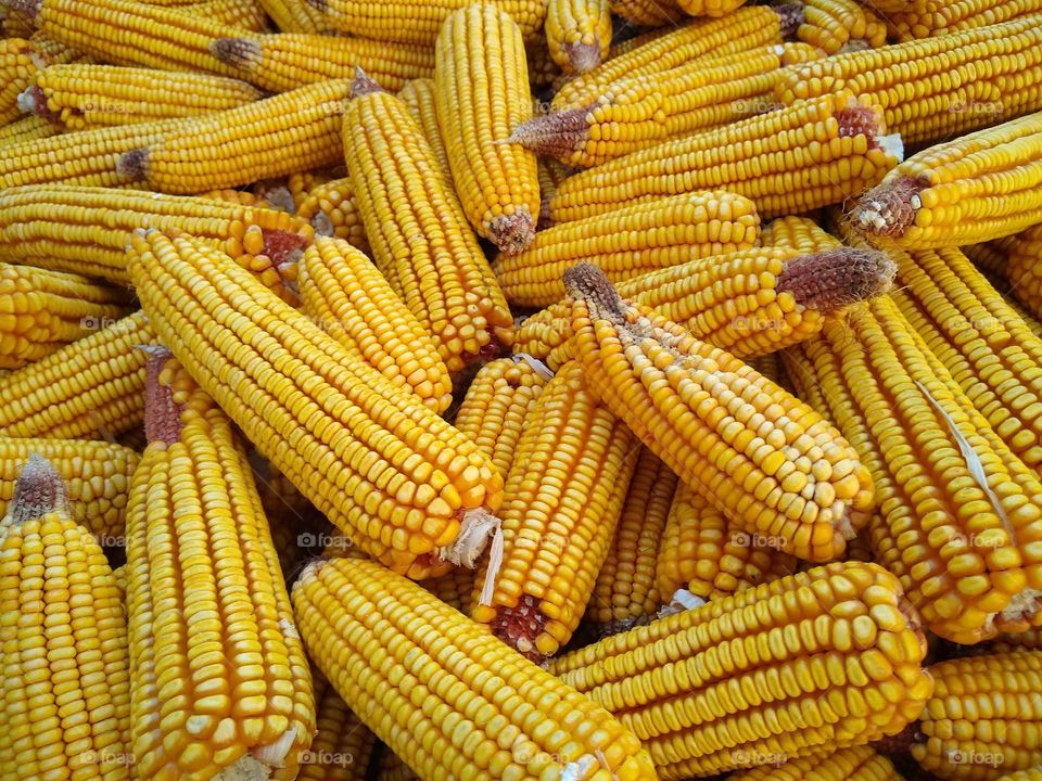 corn 🌽🌽#9