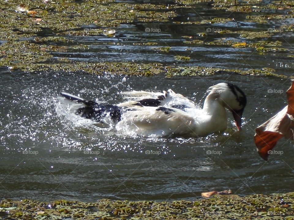 Duck swimming 
