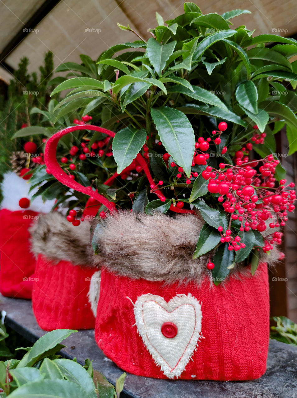 Christmas flora in red pots