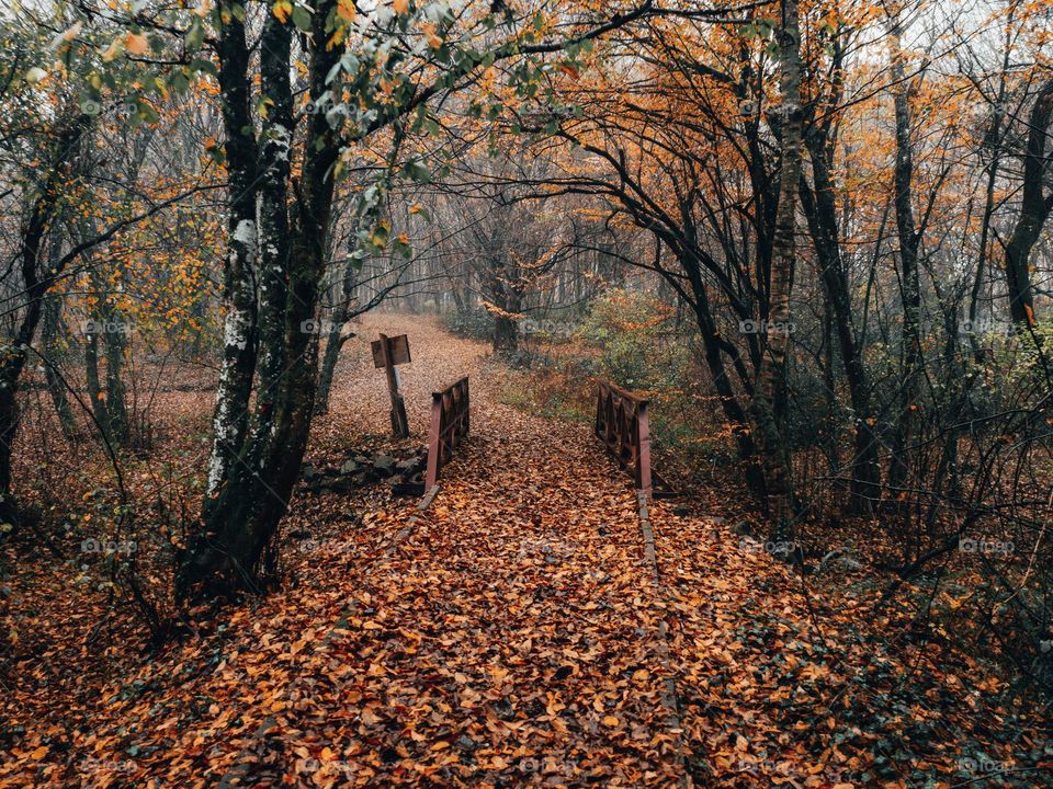 autumn into park