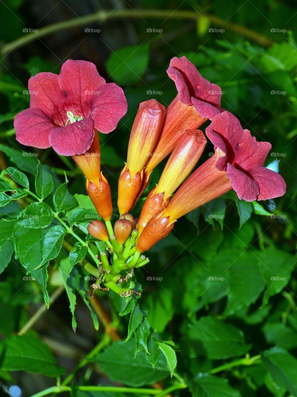 red flowers