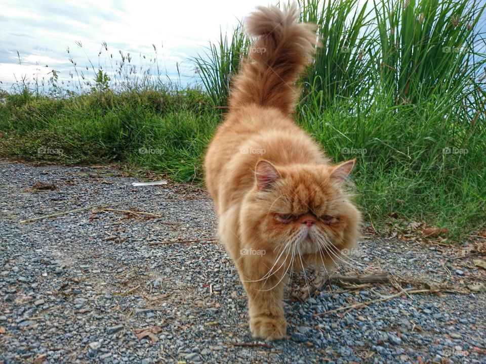 cat walking. walking cat  on the way