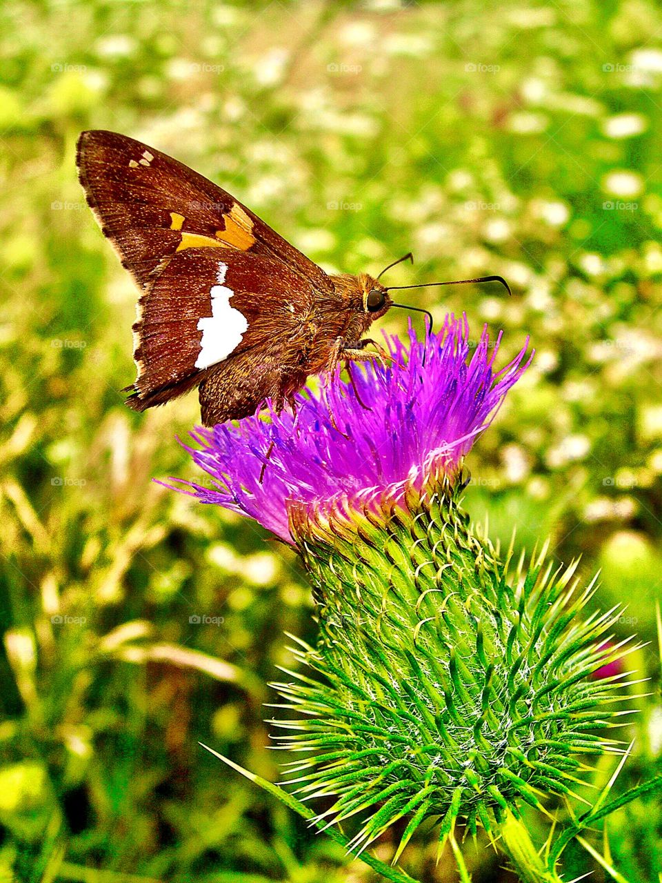 Pretty butterfly in Indiana 