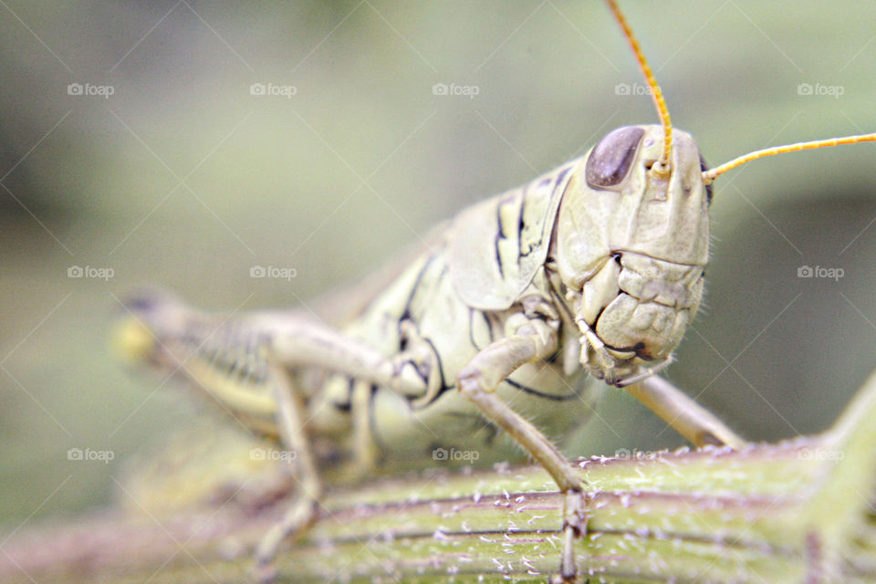 Green grasshopper sitting on corn