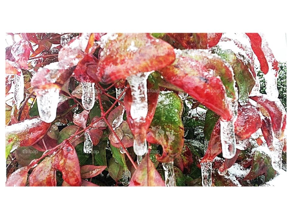 Frozen leaves in the winter time 