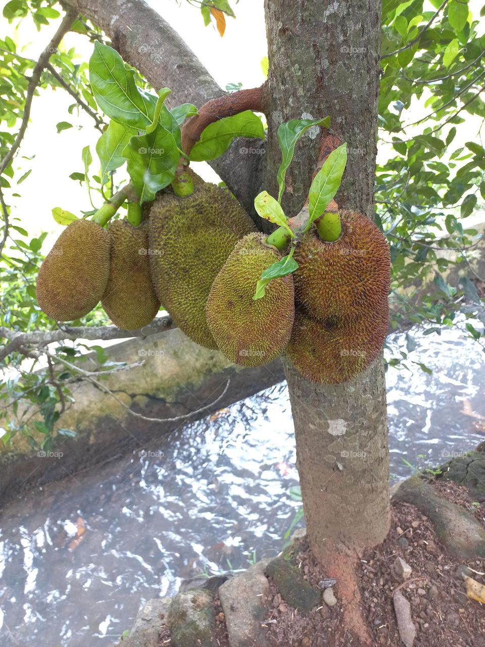 Jackfruit tree that grows on the edge of a small river