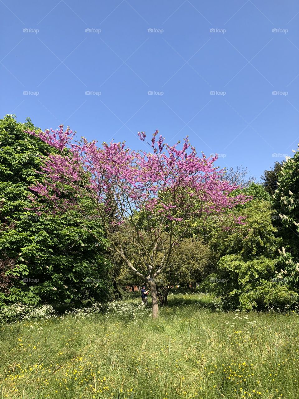 Tree in bloom in the riverside 