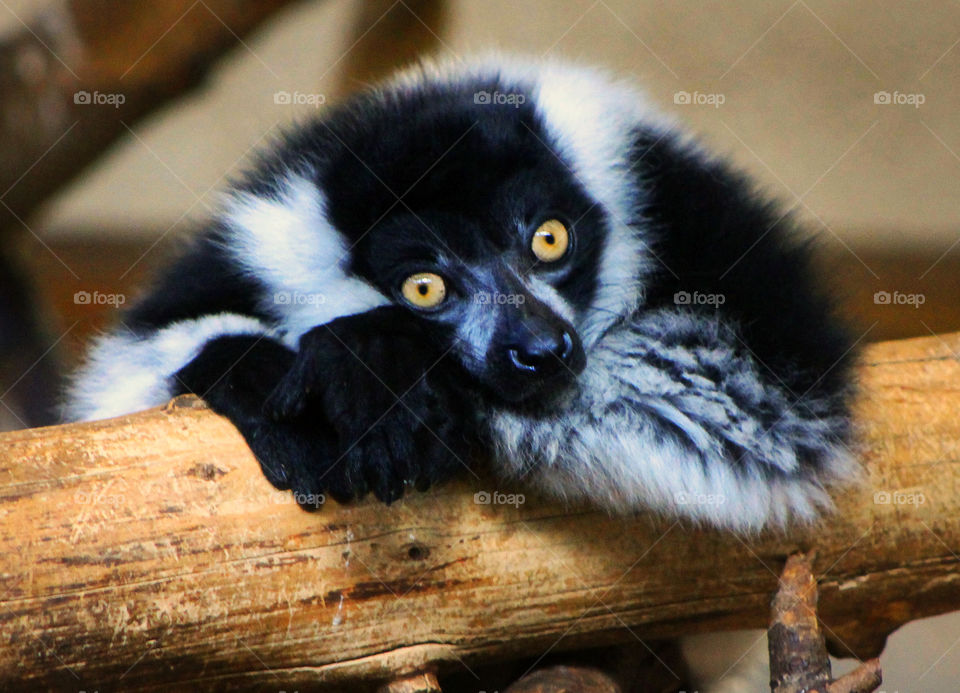 This curious black & white ruffed lemur followed me with his piercing eyes but he really wasn’t too interested in moving anything else & almost looked like I was boring him. These lemurs are only found in Madagascar & are critically endangered.