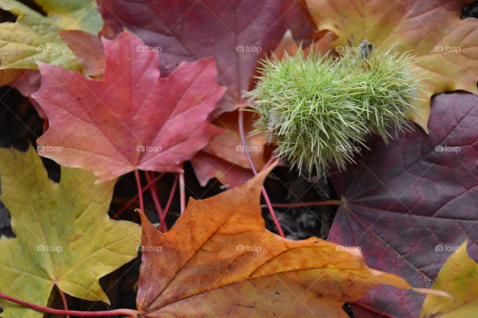 Autumn is here