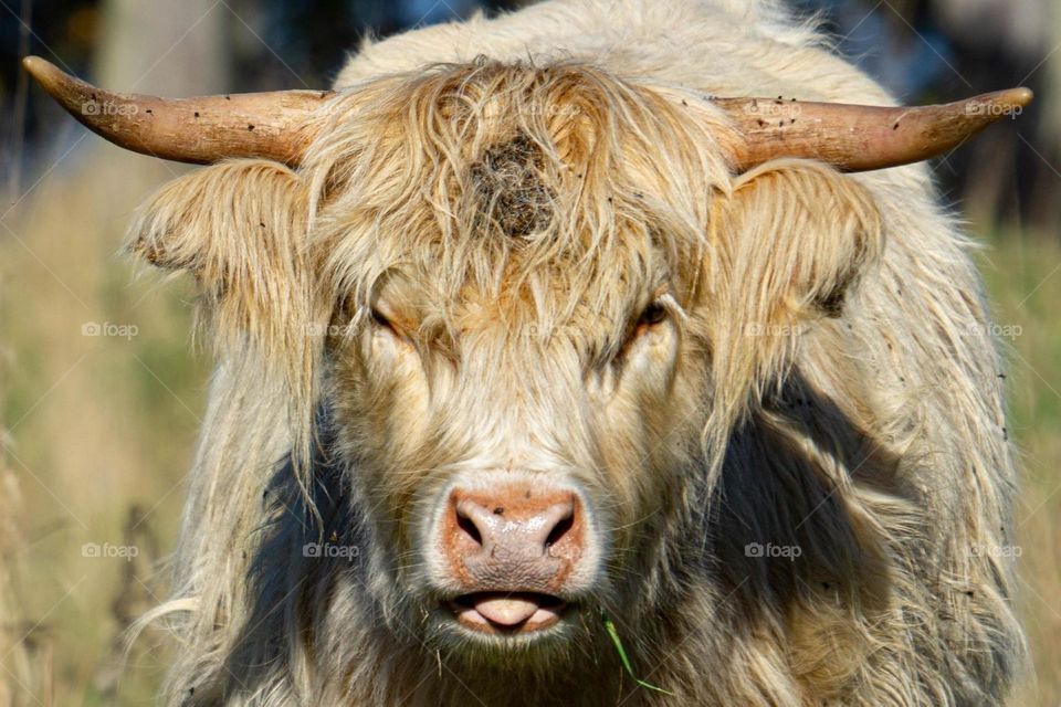 Scottish Highland Cow