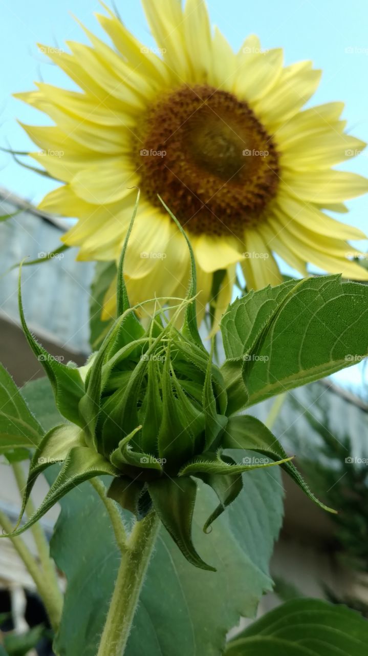 sunflower