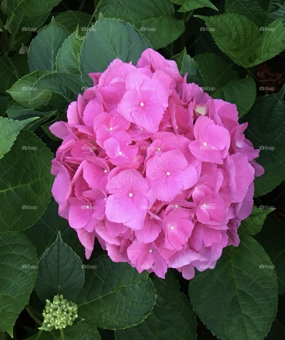 Pink Hydrangea Plant 