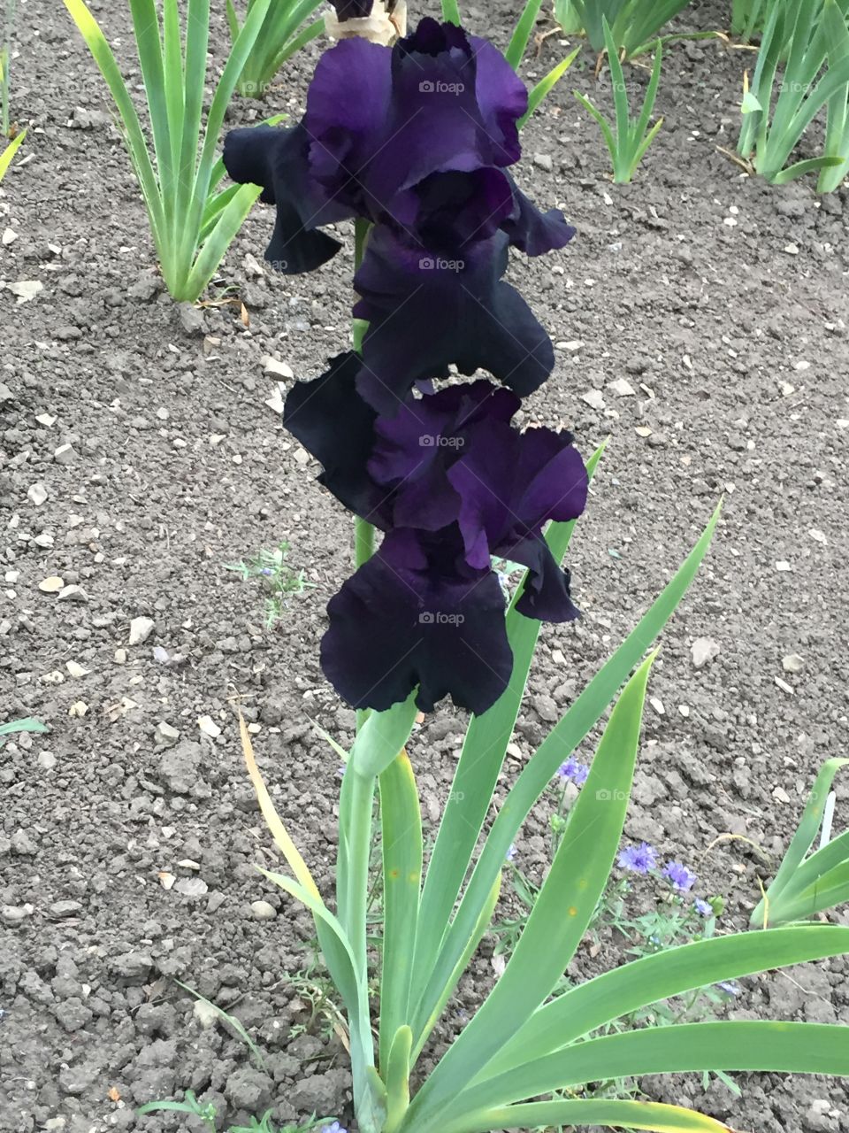 gorgeous dark purple iris flower
