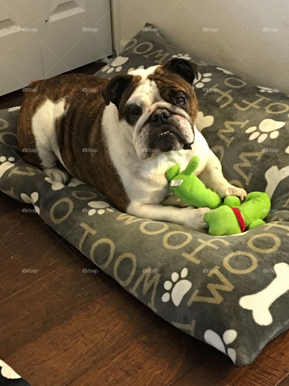 Spoiled bulldog