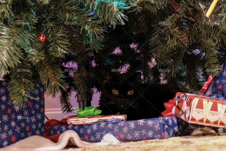 A mischievous black cat hides under the Christmas tree behind the gifts. 