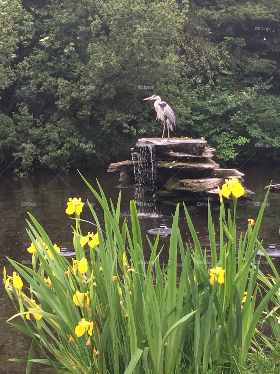 Crane on rock with waterfall and flowers. 