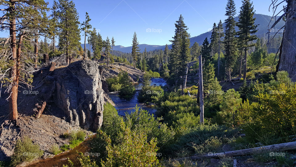 forest water stream in summer