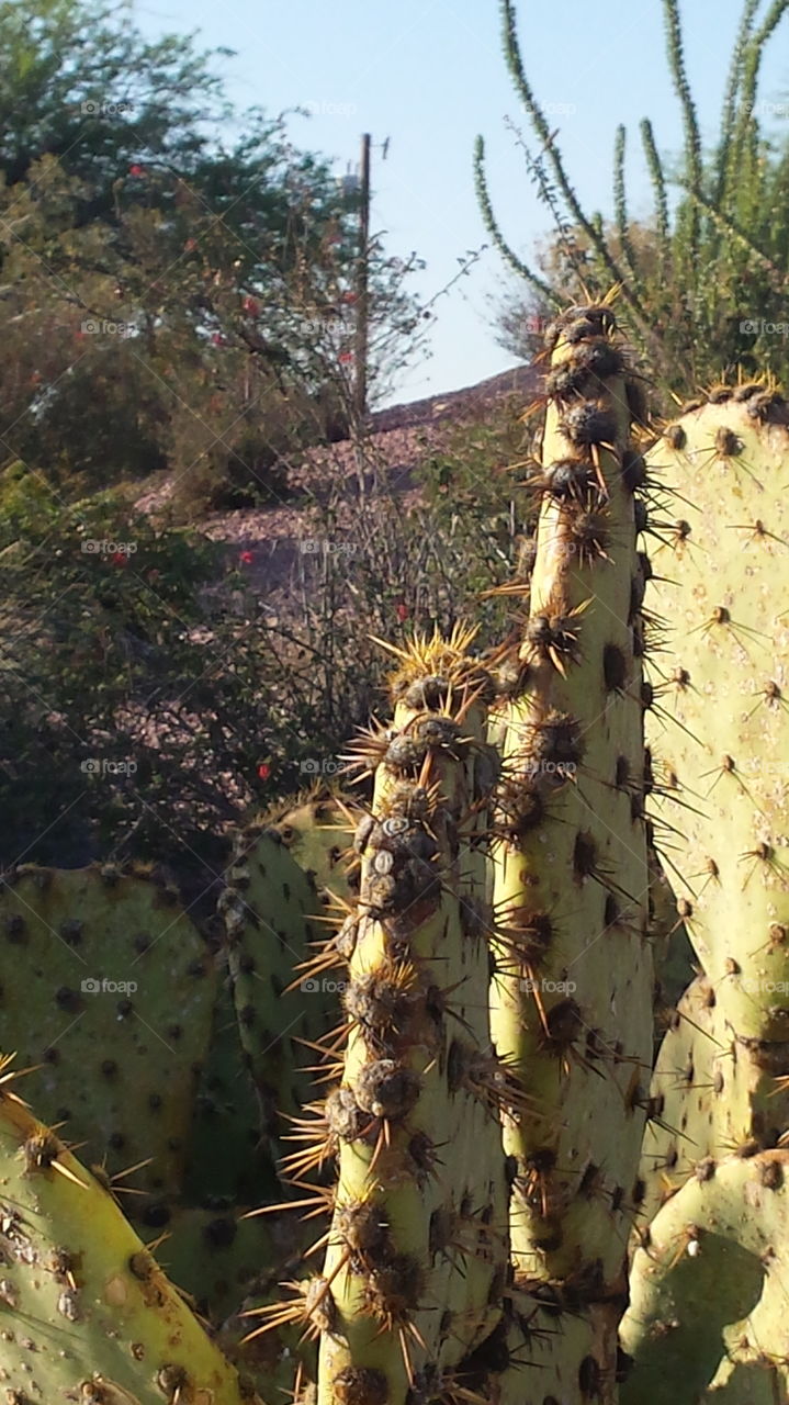 sunny cactus
