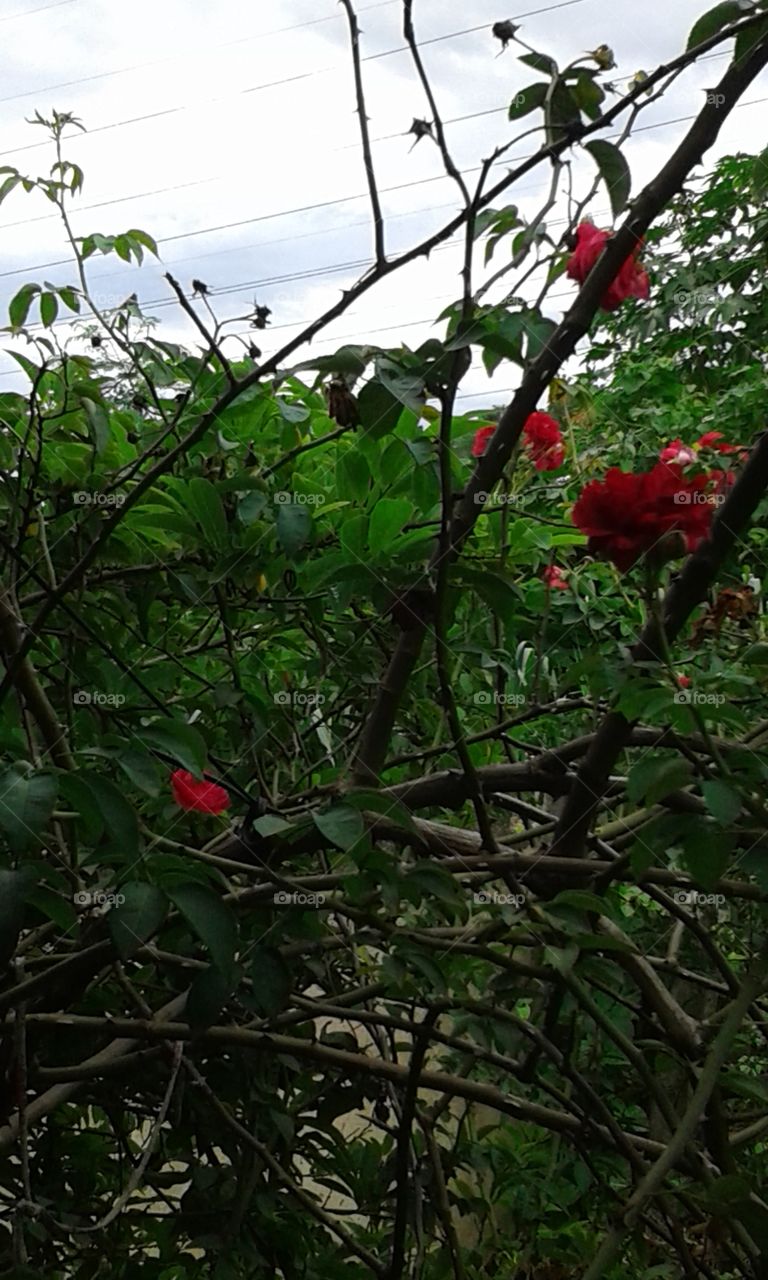 Flower, Nature, Tree, Leaf, Flora