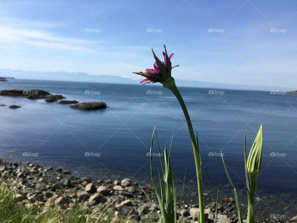 Flower on the beach