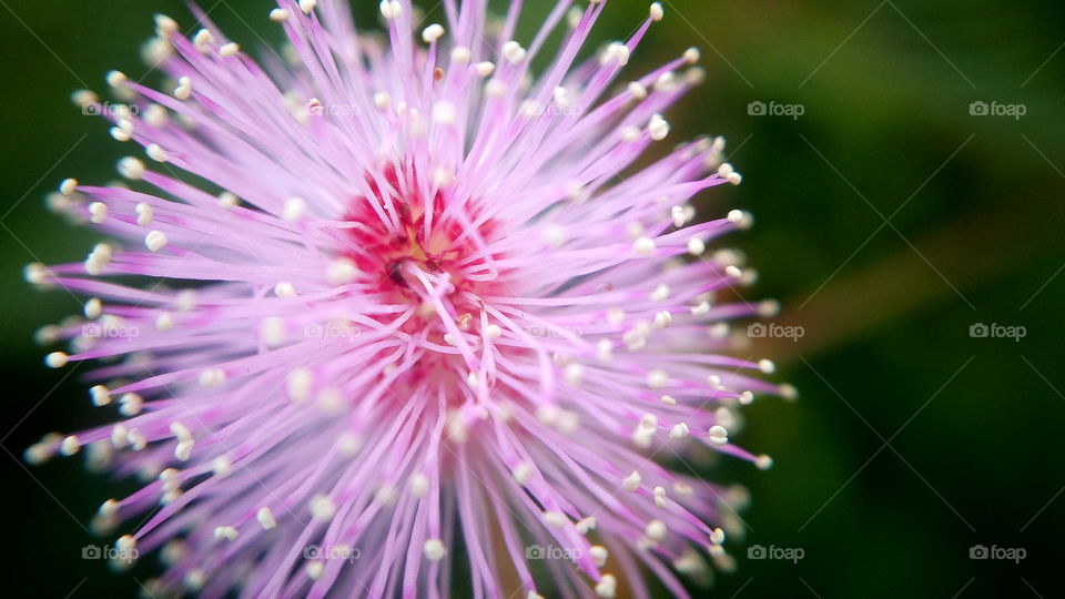 the most beautiful blooming little flowers close up photo