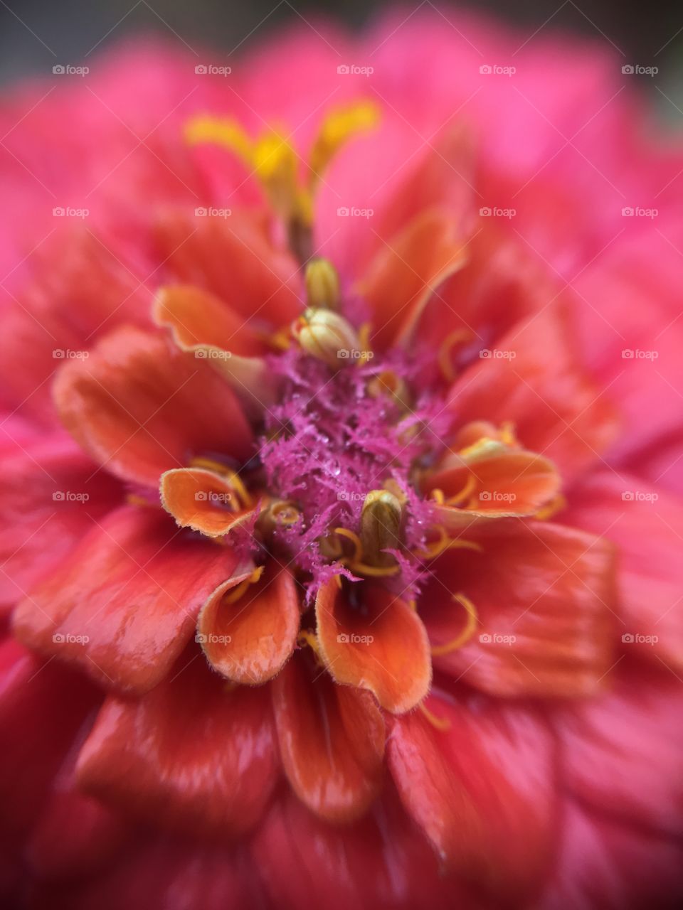 Orange Zinnia