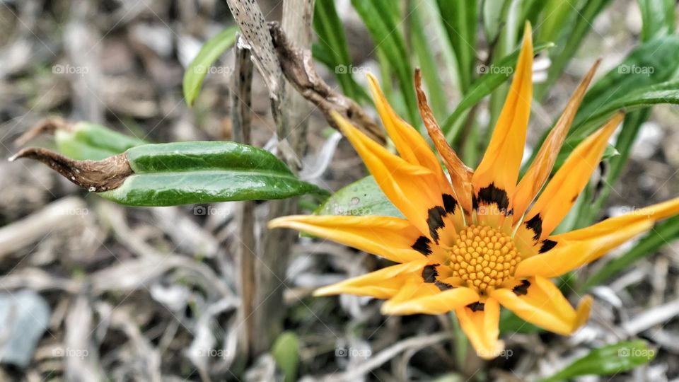 Orange flower