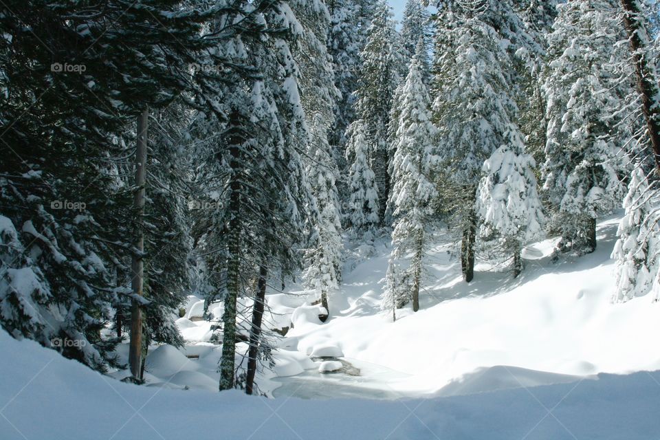 Winter sequoia park 