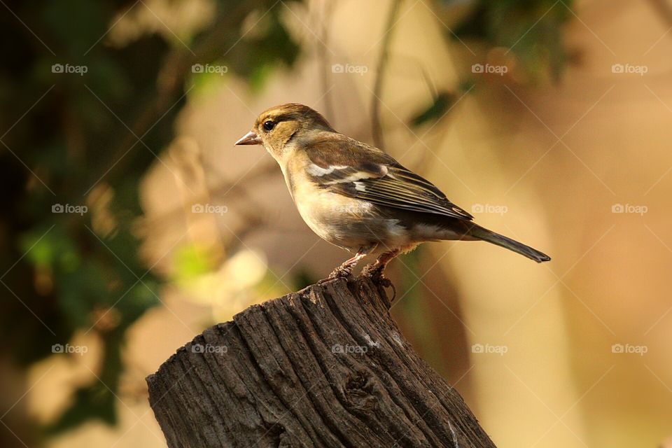 Chaffinch hen perched on a stump in the sunshine