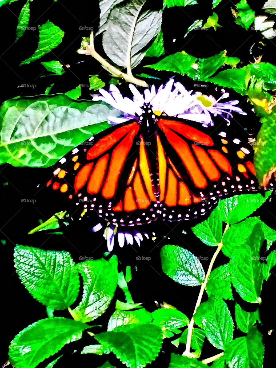 monarch butterfly