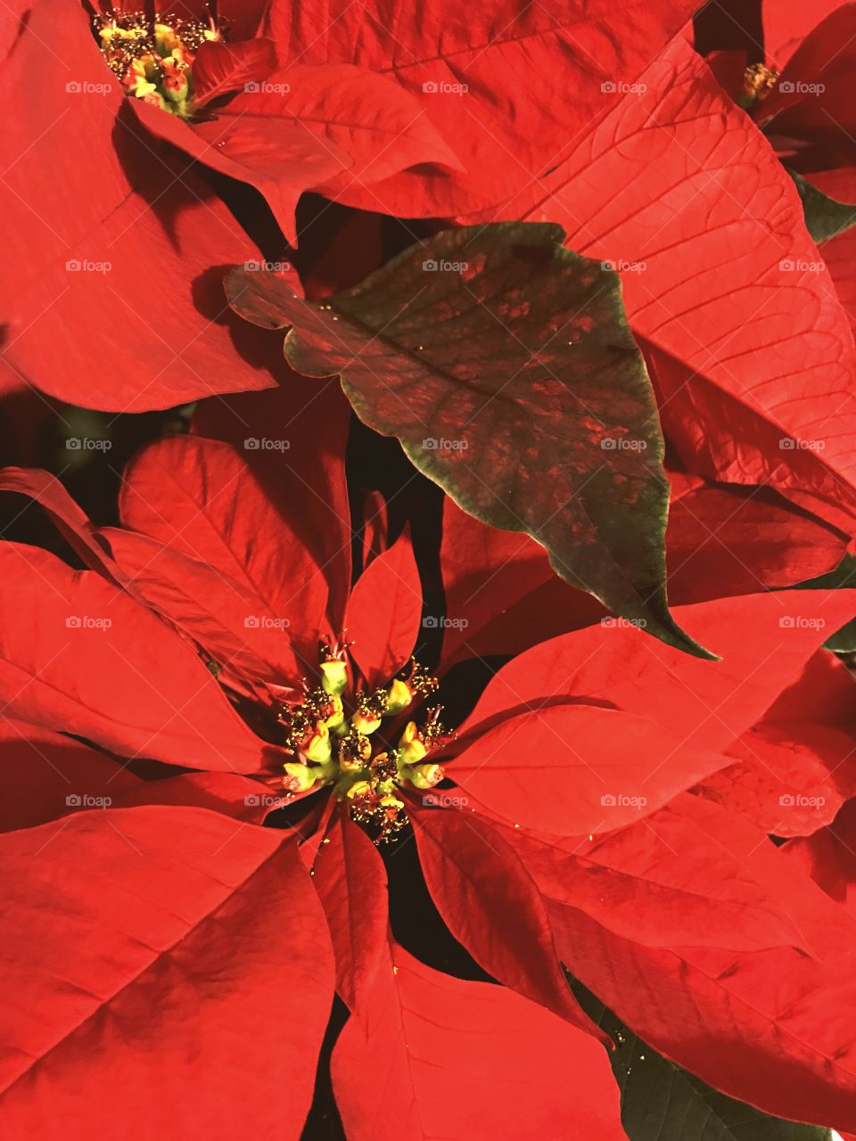 Poinsettia 