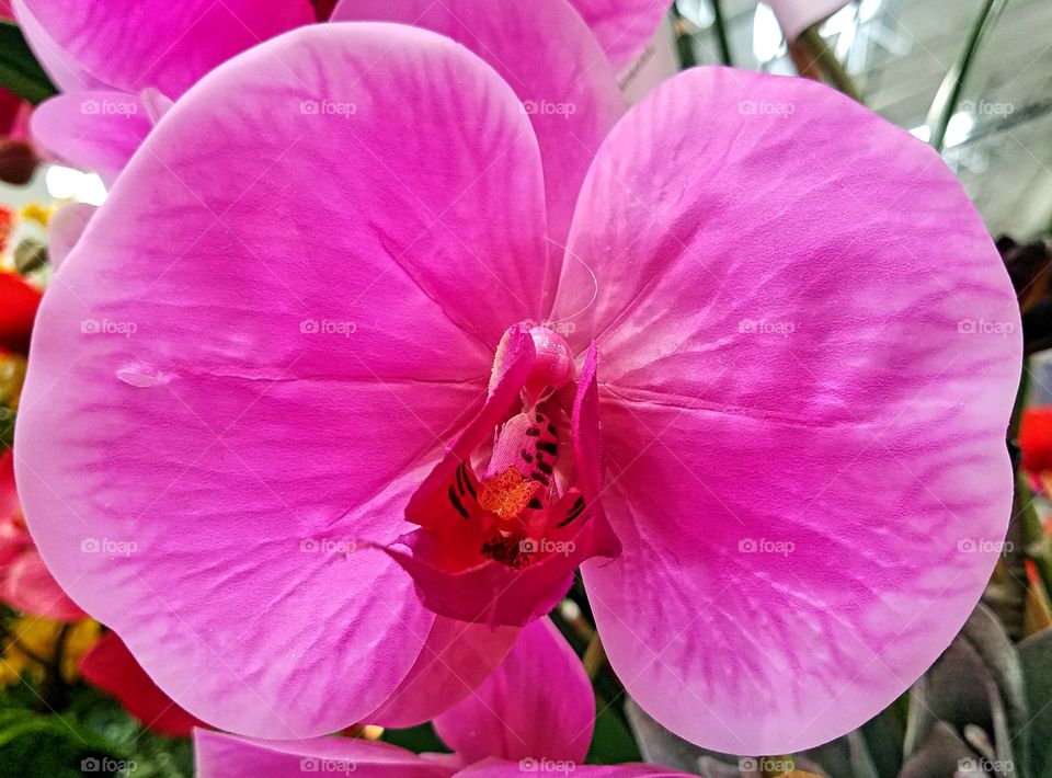 Pink Orchid