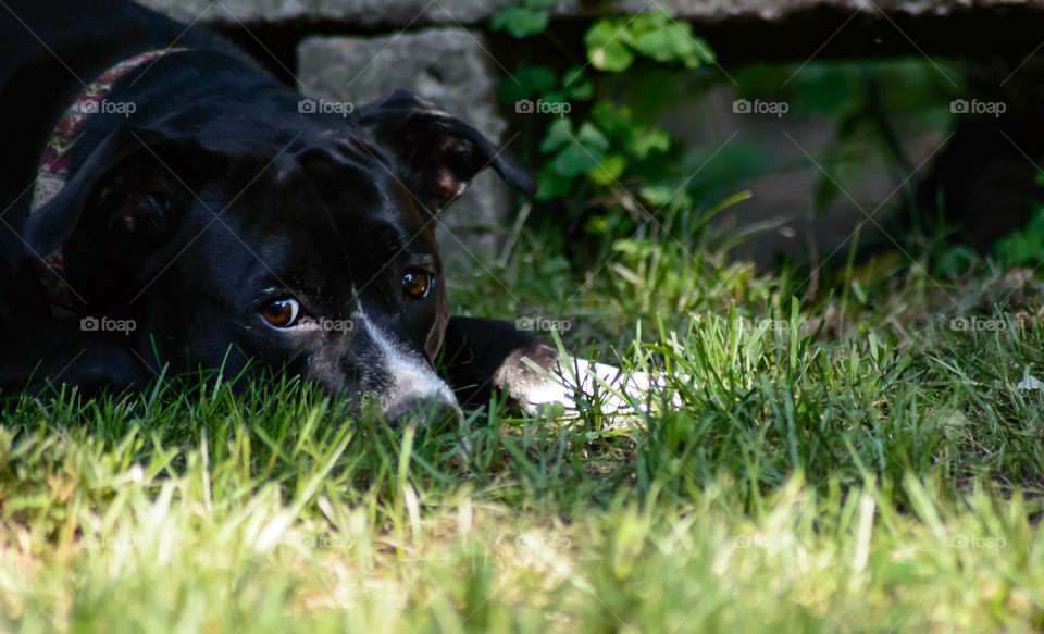 Cute black lab mixed breed "Boxador" dog laying down in shade and grass next to stone bench in summer waiting to play conceptual loyalty and family pet portrait photography 