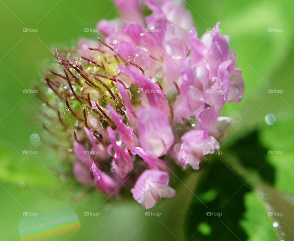 clover bloom with water drops