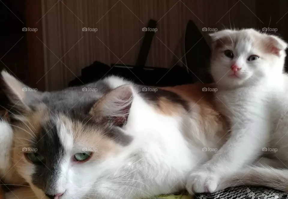 Кошка Мурка с котёнком