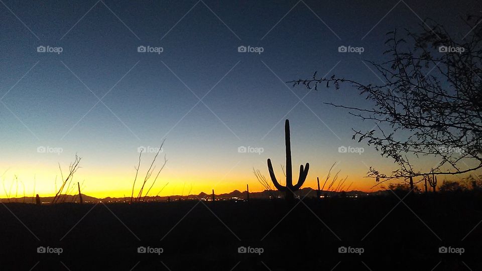 Saguaro and sunset