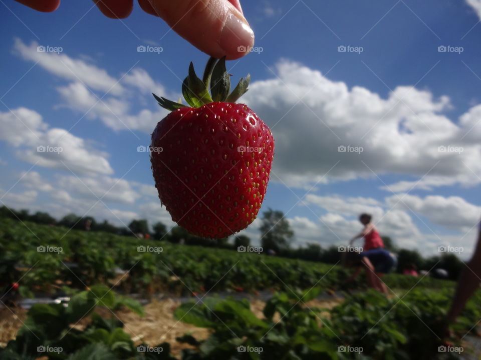 strawberry