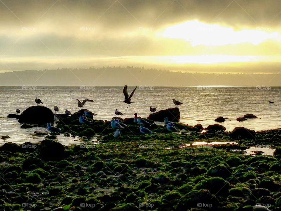 The Glorious Mother Nature Foap Mission! Birds In Flight At Sunrise Over Islands In The Pacific Northwest.