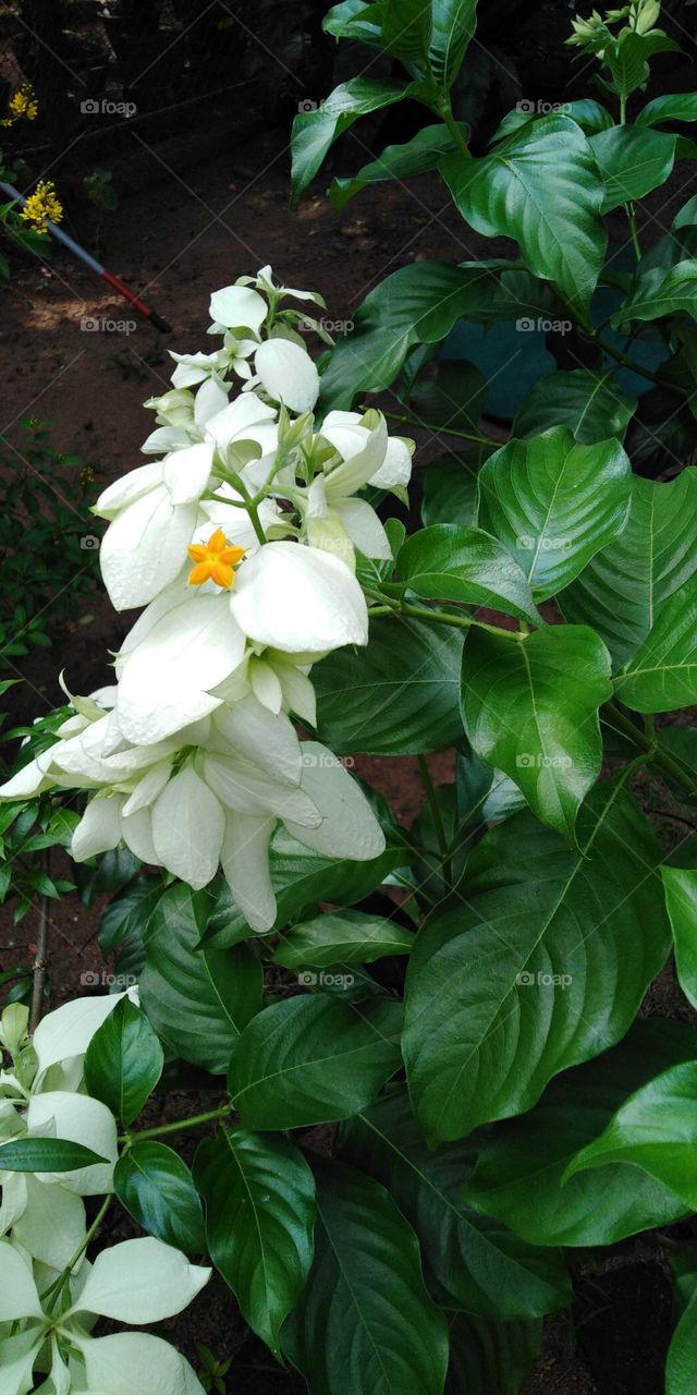 mussenda flower