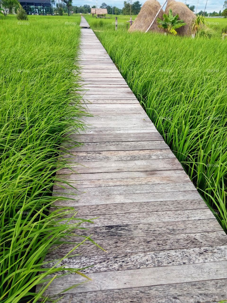 Green rice fields and old wooden bridges.
