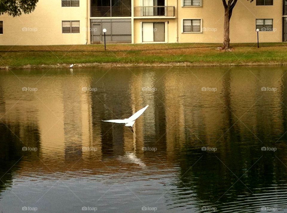 Bird Flying Over Lake