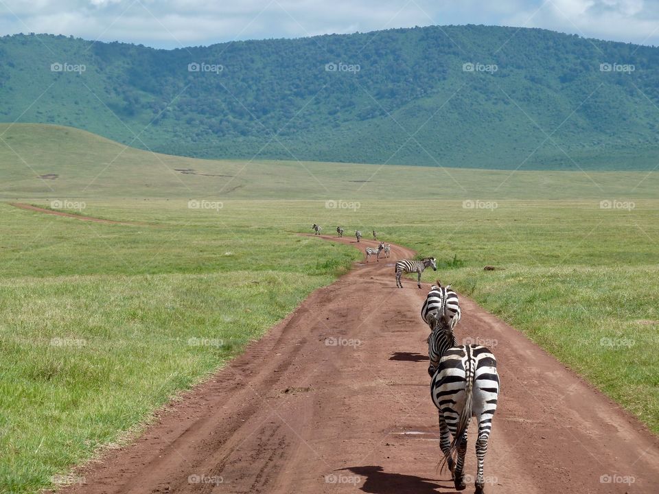 Trail of Zebra Butts