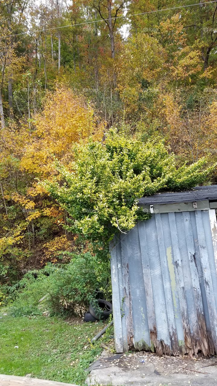 Trees changing fall colors in my community
