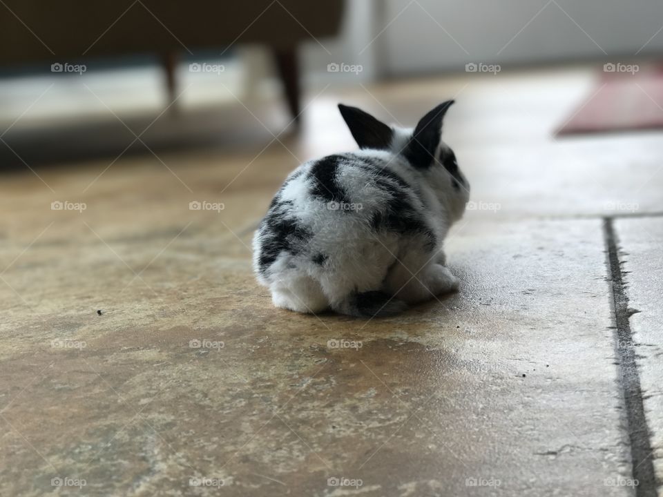 Little bunny fufu