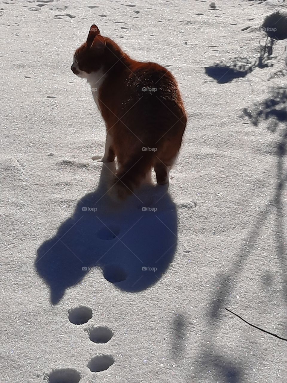 my ginger cat Cara enjoying sun and fresh snow