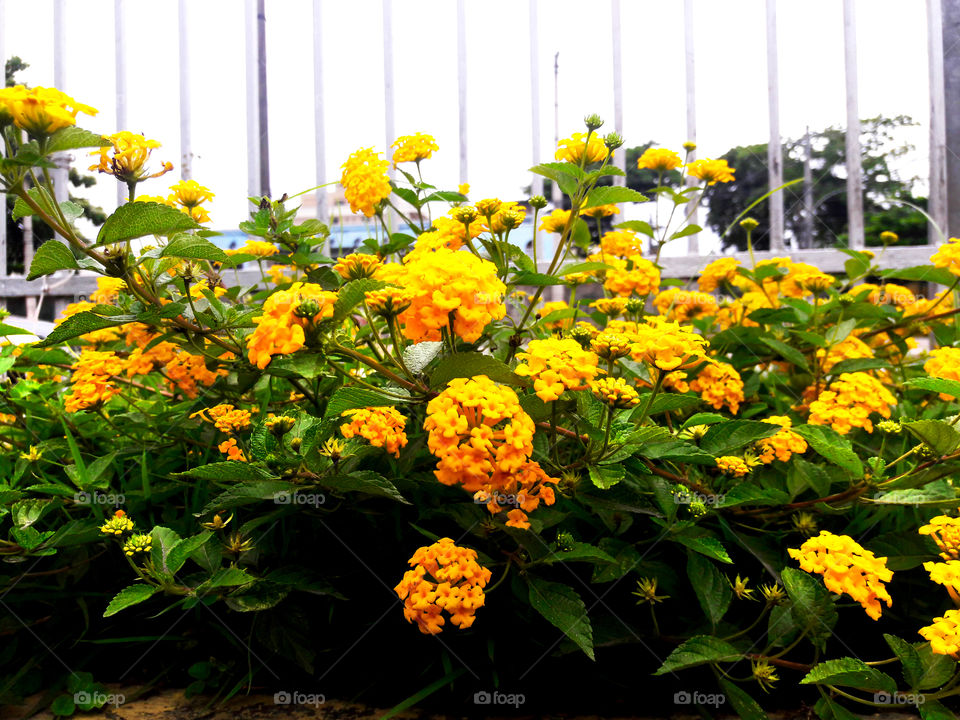 Yellow Flowers (Taquara/RJ/BR)