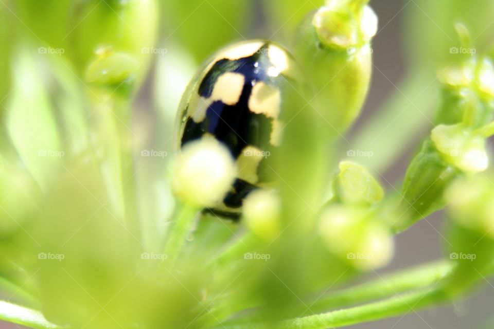 Beetle on plants