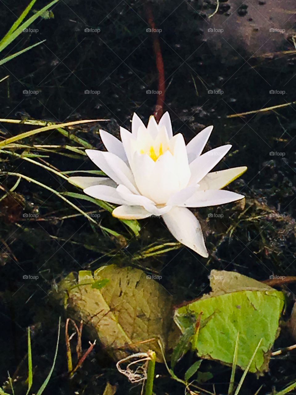 Beautiful water lily in a Florida pond